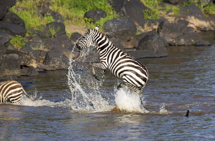 Tanzania Luxury/Royal Safari Tour